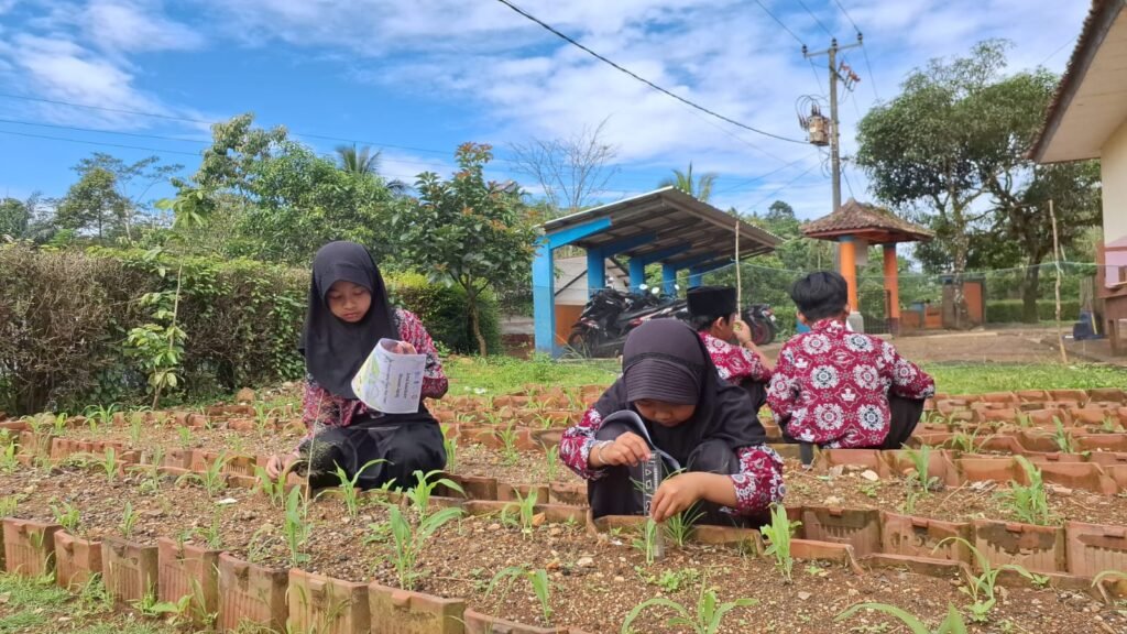 Kegiatan Pembelajaran Kokurikuler Penanaman Jagung di SDN 1 Kalijati