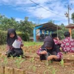 Kegiatan Pembelajaran Kokurikuler Penanaman Jagung di SDN 1 Kalijati