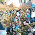 Siswa SDN 1 Kalijati Lanjutkan Pembelajaran Kokurikuler dengan Mengamati Pertumbuhan dan Merawat Tanaman Jagung